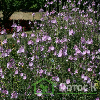 Сидальцея мальвоцветковая 'Elsie Heugh' (Sidalcea 'Elsie Heugh')