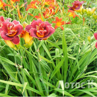 Лилейник 'Night embers' (Hemerocallis  'Night Embers') 