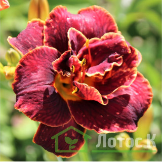 Лилейник 'Night embers' (Hemerocallis  'Night Embers') 