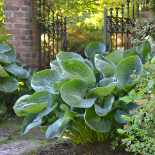 Хоста 'Abiqua drinking gourd' (Hosta 'Abiqua Drinking Gourd')