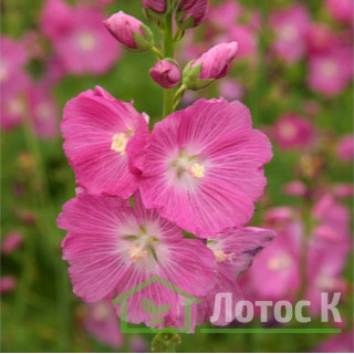 Сидальцея 'Party Girl' (Sidalcea 'Party Girl')