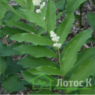 Смилацина кистистая (Smilacina racemosa)