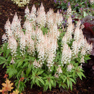 Тиарелла 'Iron Butterflies'  (Tiarella 'Iron Butterflies')