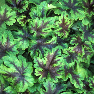 Тиарелла 'Neon Lights' (Tiarella 'Neon Lights')