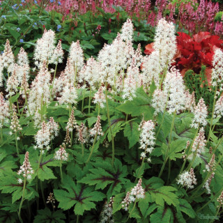 Тиарелла 'Neon Lights' (Tiarella 'Neon Lights')