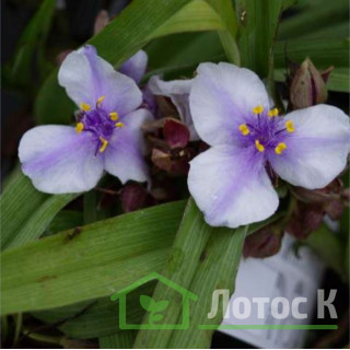 Традесканция 'Bilberry Ice' (Tradescantia 'Bilberry Ice')