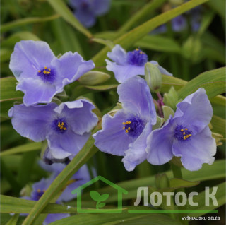 Традесканция 'Euridice' (Tradescantia 'Euridice')