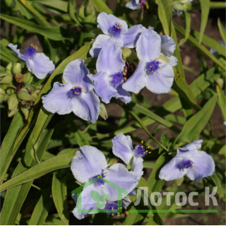 Традесканция 'Euridice' (Tradescantia 'Euridice')