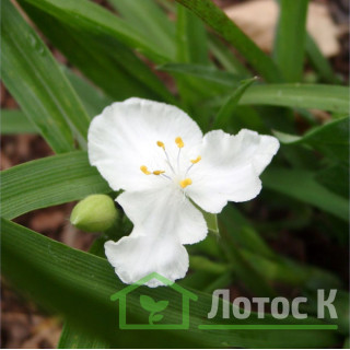Традесканция 'Innocence' (Tradescantia 'Innocence')