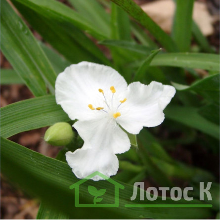 Традесканция 'Innocence' (Tradescantia 'Innocence')