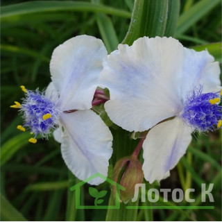 Традесканция 'Osprey' (Tradescantia 'Osprey')