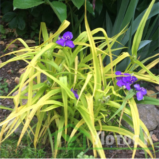 Традесканция 'Sweet Kate' (Tradescantia 'Sweet Kate')