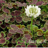Клевер ползучий 'Pentaphyllum' (Trifolium repens 'Pentaphyllum')
