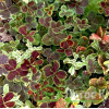 Клевер ползучий 'Pentaphyllum' (Trifolium repens 'Pentaphyllum')