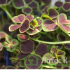 Клевер ползучий 'Pentaphyllum' (Trifolium repens 'Pentaphyllum')