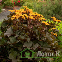 Бузульник 'Britt-marie crawford' (Ligularia dent. 'Britt-marie crawford')