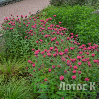 Монарда 'Pink lace' (Monarda 'Pink Lace')