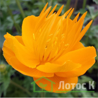 Купальница китайская 'Golden Queen' (Trollius chinensis 'Golden Queen')