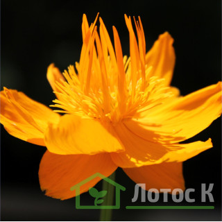 Купальница китайская 'Golden Queen' (Trollius chinensis 'Golden Queen')