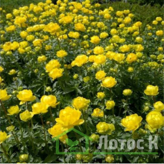 Купальниця гибридная 'Lemon Queen' (Trollius 'Lemon Queen')