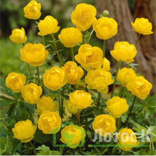 Купальниця гибридная 'Lemon Queen' (Trollius 'Lemon Queen')