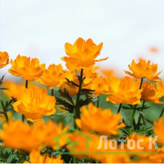Купальниця  'Orange Princess' (Trollius  'Orange Princess')