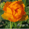 Купальница 'Orange Princess' (Trollius 'Orange Princess')
