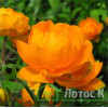 Купальница 'Orange Princess' (Trollius 'Orange Princess')