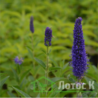 Вероника длиннолистная 'Marietta' (Veronica long. 'Marietta')