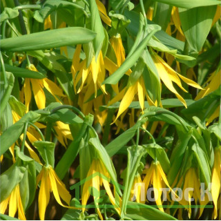 Увулярия крупноцветковая (Uvularia grandiflora)