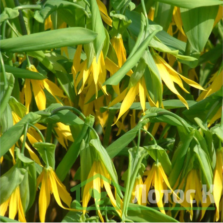 Увулярия крупноцветковая (Uvularia grandiflora)