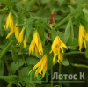 Увулярия крупноцветковая (Uvularia grandiflora)