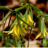 Увулярия крупноцветковая (Uvularia grandiflora)