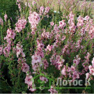 Дивина гібридна 'Pink Domino' (Verbascum 'Pink Domino')
