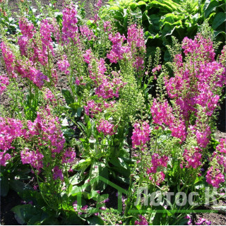 Дивина гібридна 'Pink Domino' (Verbascum 'Pink Domino')
