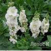 Коровяк 'White Domino' (Verbascum 'White Domino')