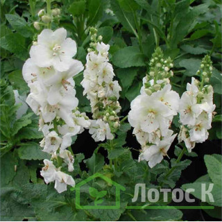 Дивина 'White Domino' (Verbascum 'White Domino')