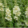 Коровяк 'White Domino' (Verbascum 'White Domino')