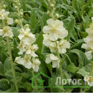 Дивина 'White Domino' (Verbascum 'White Domino')