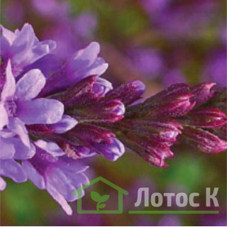 Вербена копьевидная (Verbena hastata)