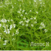 Вербена копьевидная 'Alba' (Verbena hastata 'Alba')