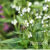 Вербена копьевидная 'Alba' (Verbena hastata 'Alba')