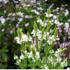 Вербена копьевидная 'Alba' (Verbena hastata 'Alba')