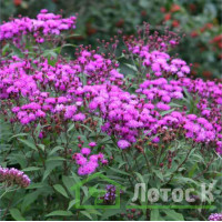 Вернонія арканзаська (Vernonia crinita)