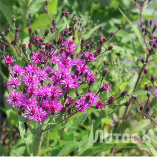 Вернонія арканзаська (Vernonia crinita)