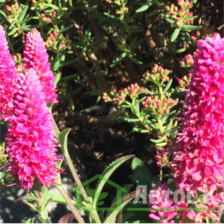 Вероника колосистая 'Heidekind' (Veronica spicata 'Heidekind')
