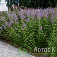 Веронікаструм віргіньський 'Fascination' (Veronicastrum virg. 'Fascination')