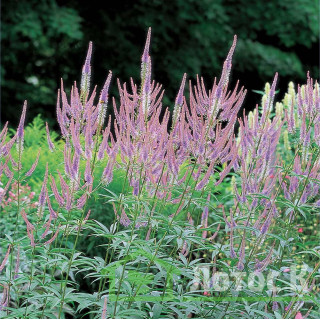 Вероникаструм виргинский 'Fascination' (Veronicastrum virg. 'Fascination')