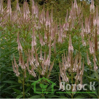 Вероникаструм виргинский 'Pink Glow' (Veronicastrum virg. 'Pink Glow')