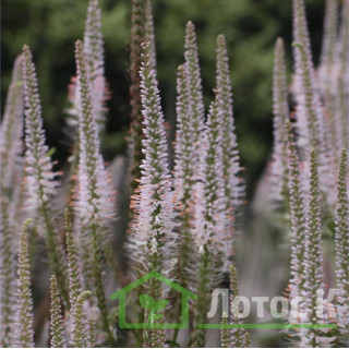 Вероникаструм виргинский 'Pink Glow' (Veronicastrum virg. 'Pink Glow')